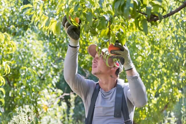 Fruit Picker Jobs in Canada with Visa Sponsorship